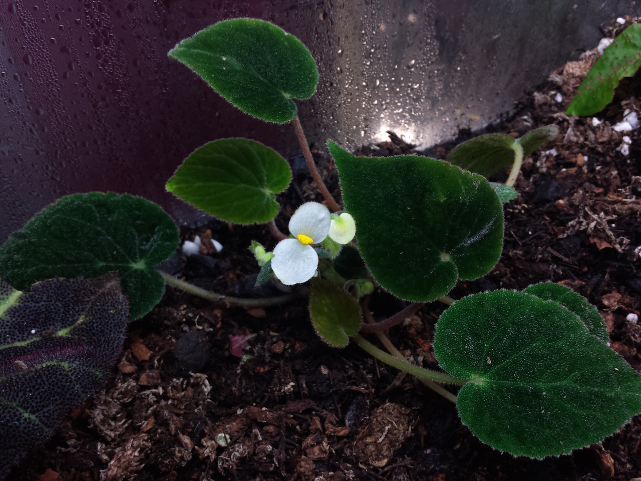 B. ‘Dark Imperialis’